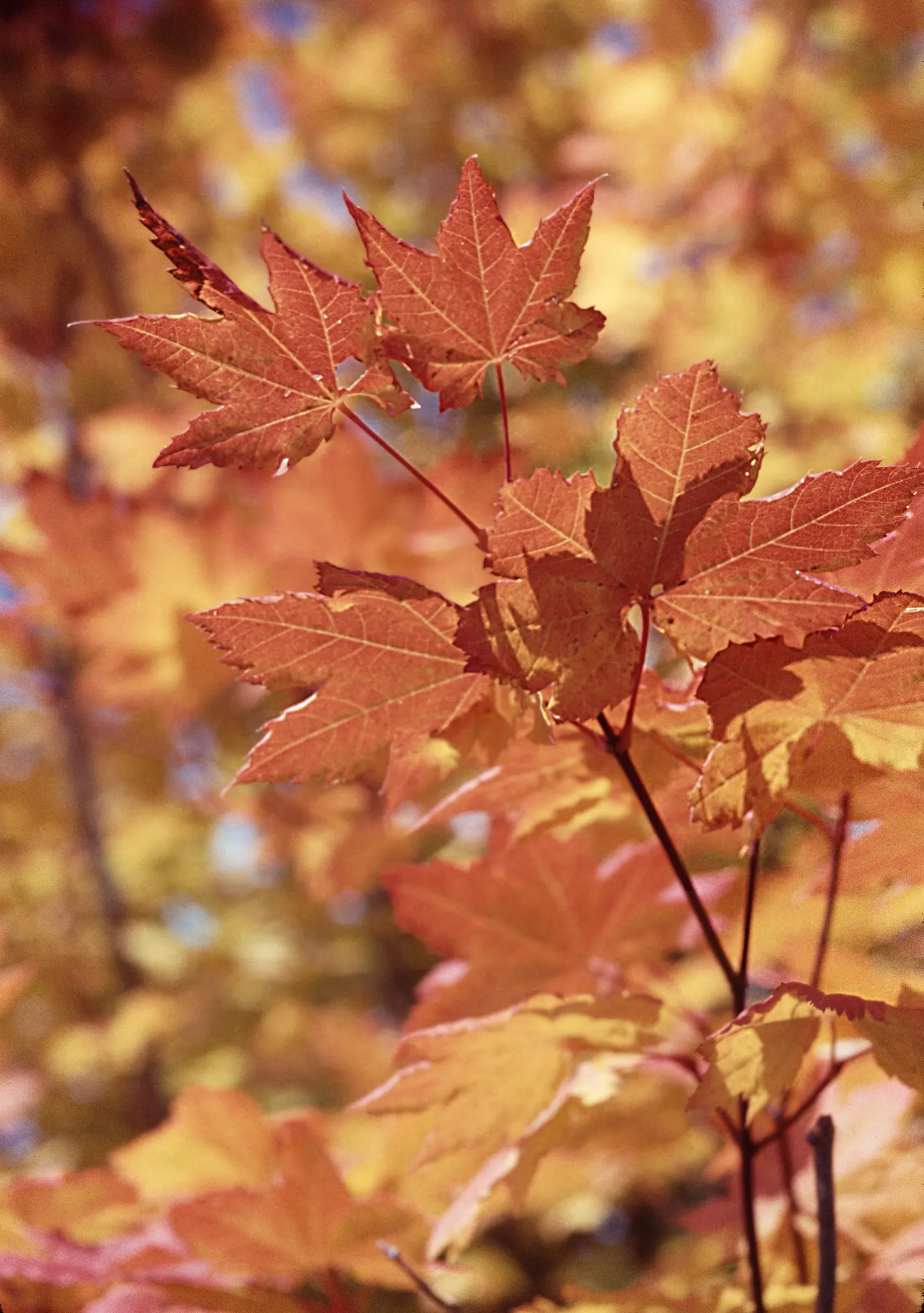 Vine Maple (Acer Circinatum) — or even in large container displays