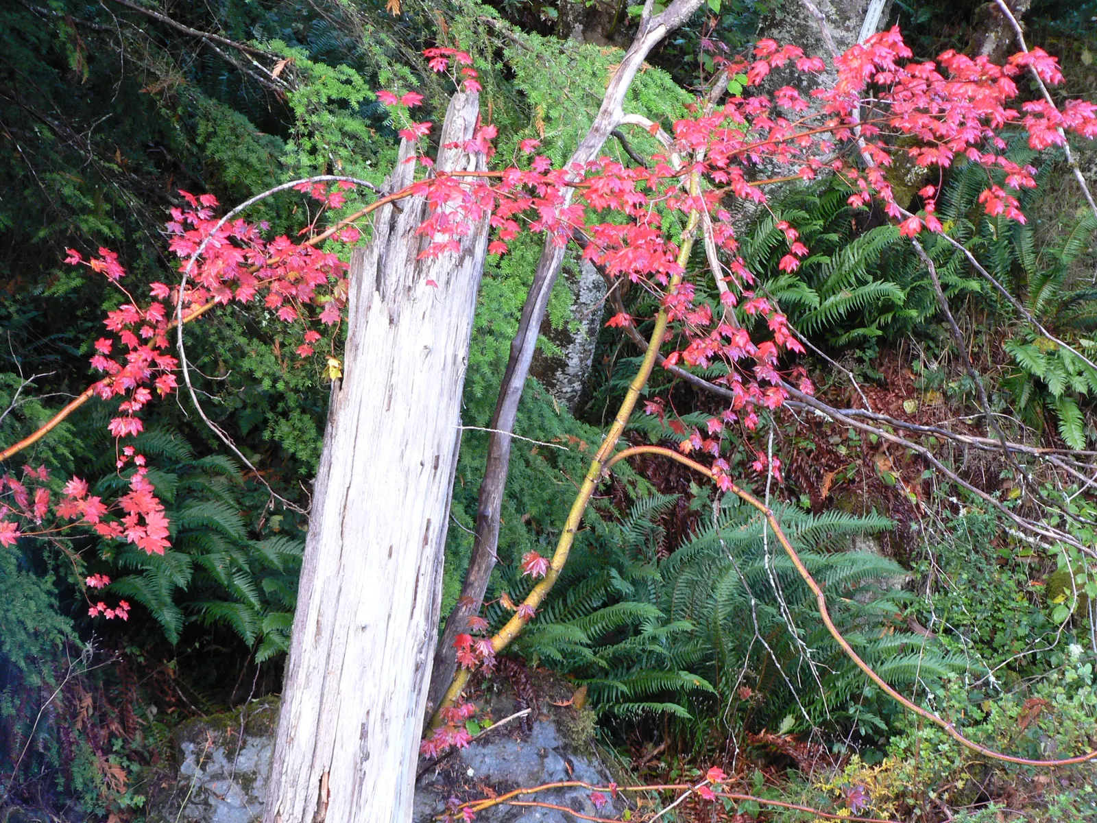 Vine Maple (Acer Circinatum) — shrub / tree for half or shade; its flexibility and year-round charm make it a valuable asset to any client's landscape