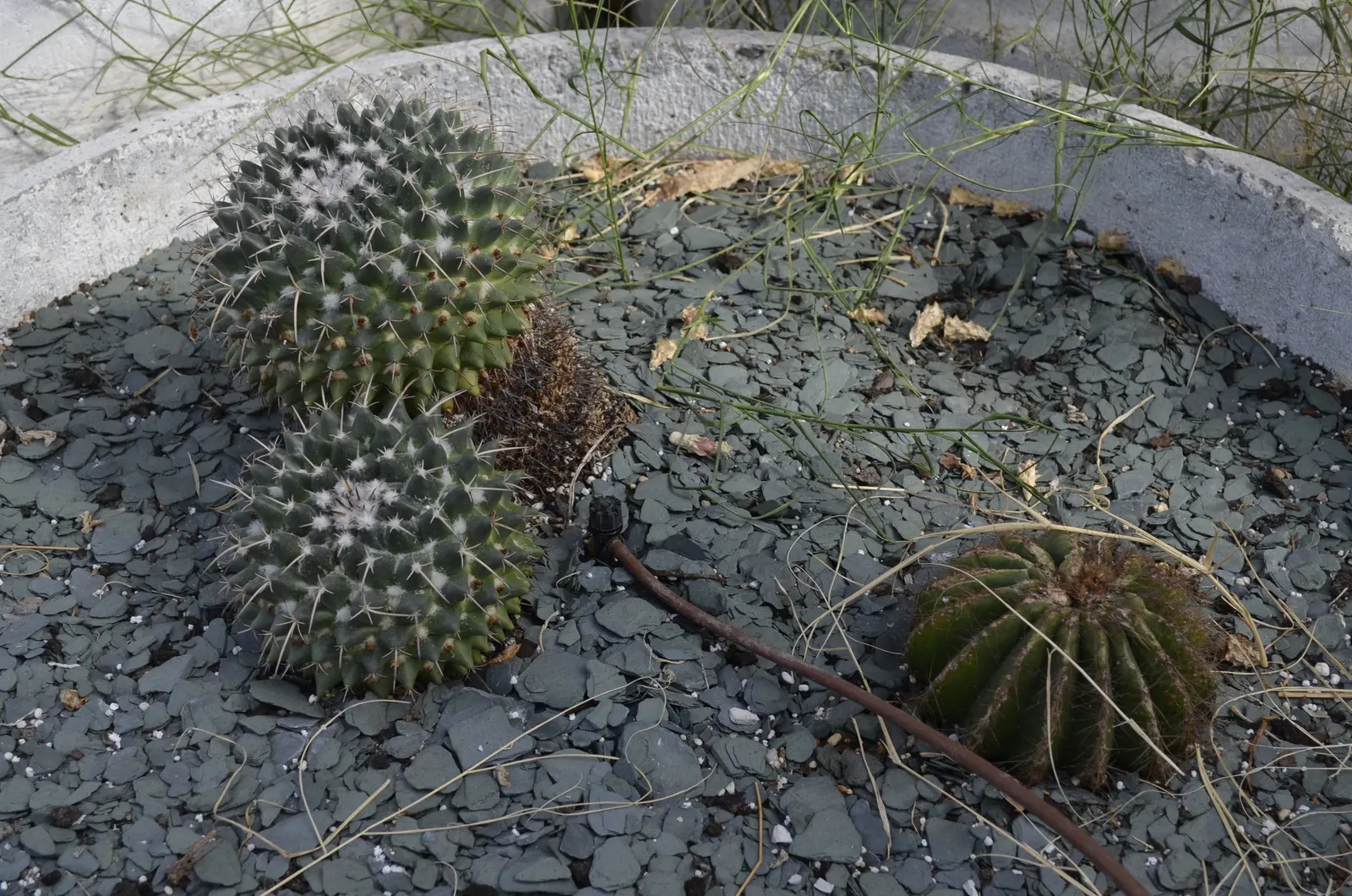 Balloon Cactus (Parodia Magnifica) — providing year-round interest with its prominent ribbed texture; hardiness zones 9-11 suit its growth, image 80