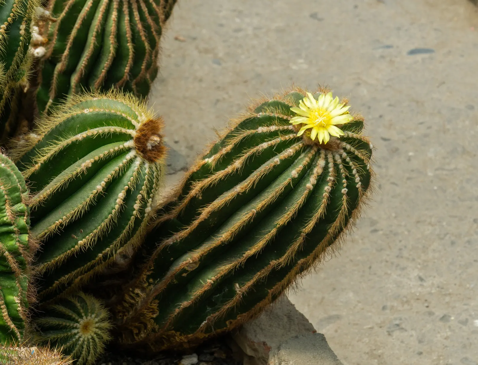 Balloon Cactus (Parodia Magnifica) — As it's not frost-tolerant; ideal for xeriscaping, this low-maintenance cacti boasts yellow flowers in summer, image 90