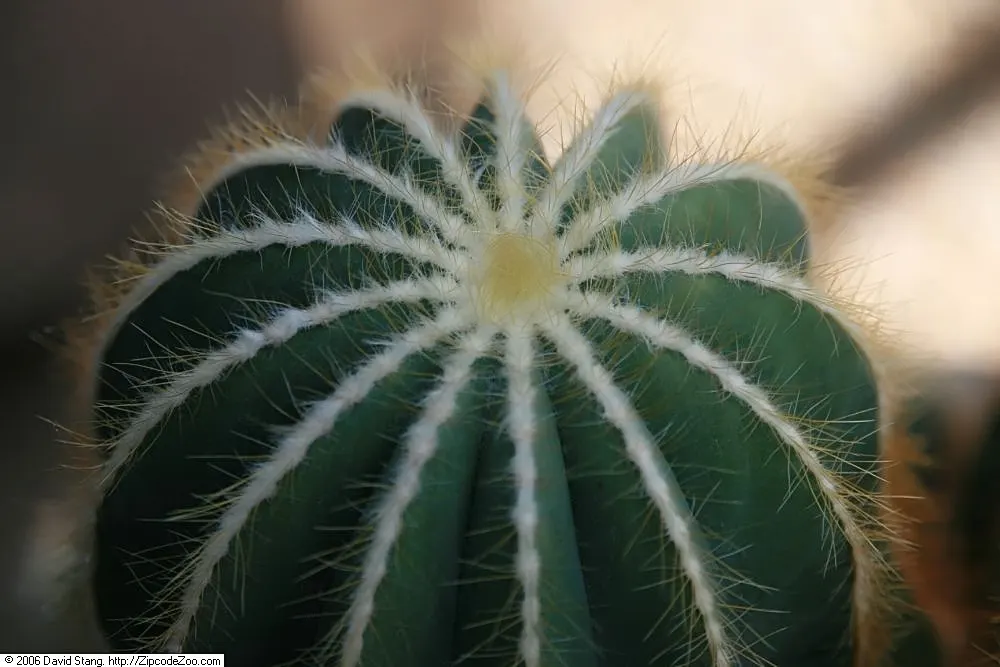 Balloon Cactus (Parodia Magnifica) — Requires minimal water, avoiding overwatering; the Balloon Cactus is ideal for gardeners seeking, image 54