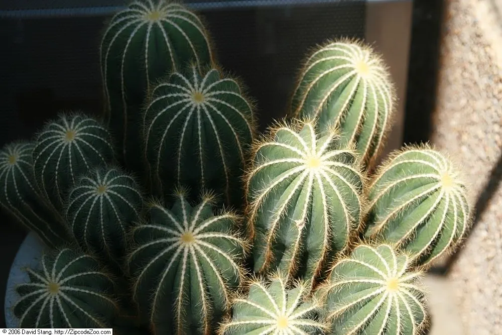 Balloon Cactus (Parodia Magnifica) — commonly referred to as the Balloon Cactus; these blossoms can reach up to 2 inches across, image 57
