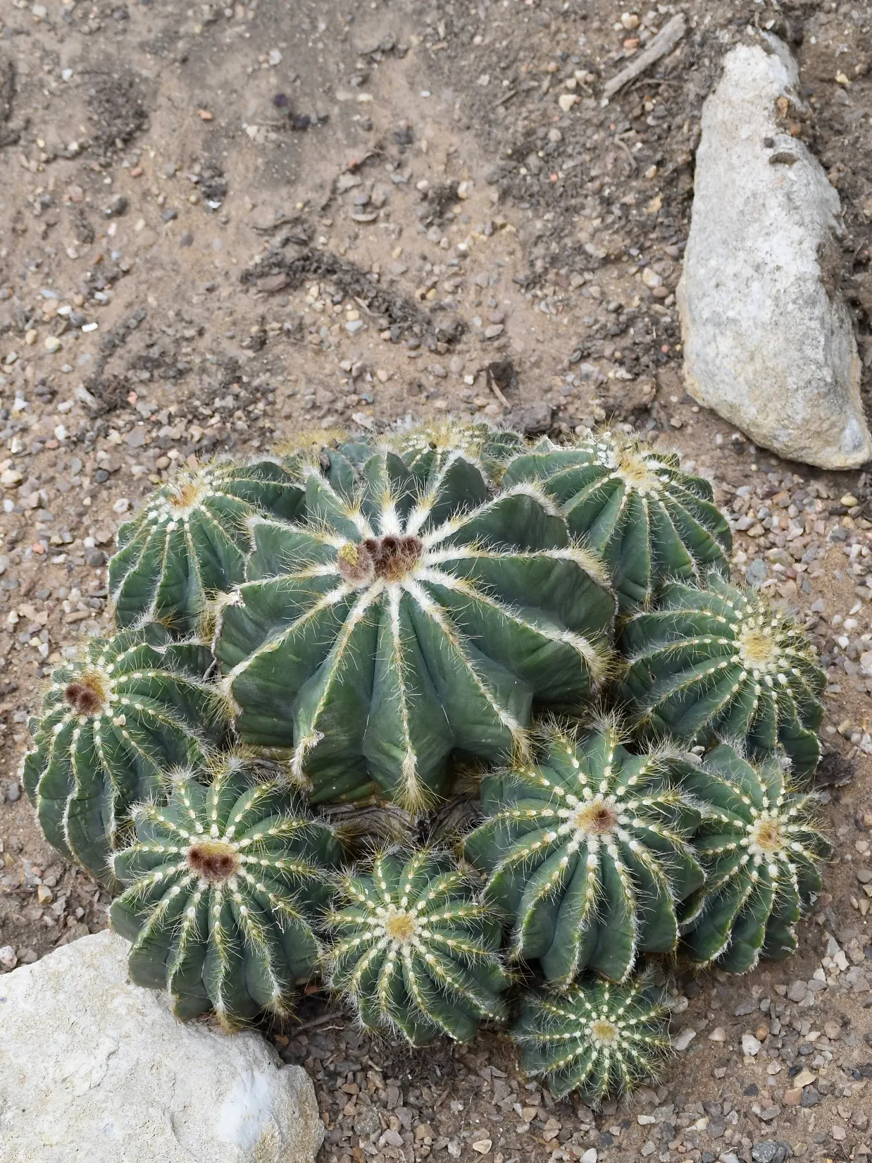 Balloon Cactus (Parodia Magnifica) — yellow flowers in the garden; adds a sculptural element to rock gardens or mixed succulent displays