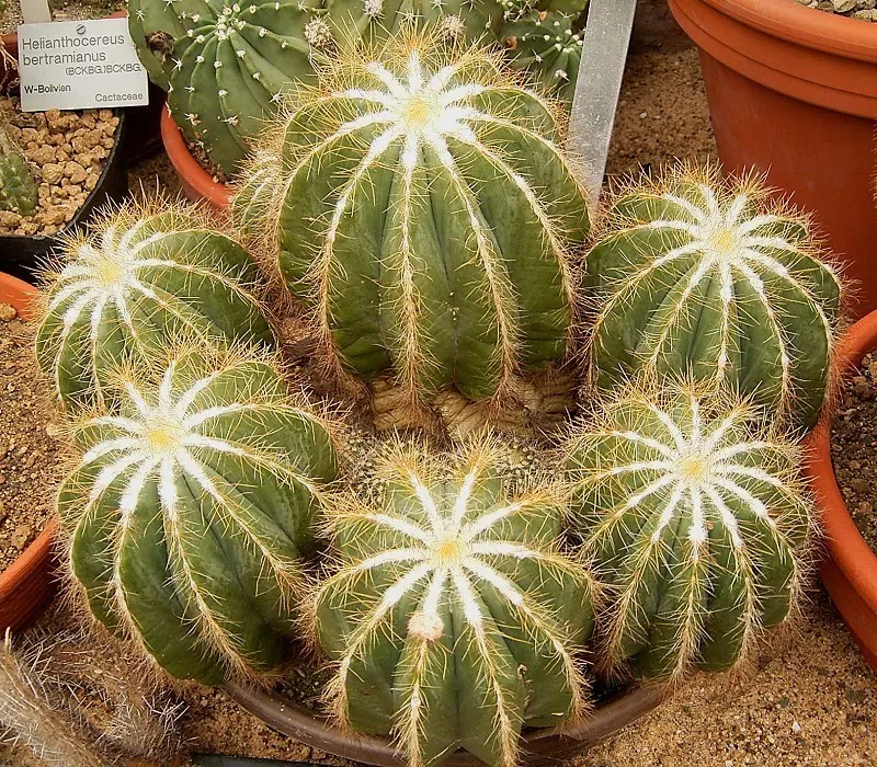 Balloon Cactus (Parodia Magnifica) — As it's not frost-tolerant; ideal for xeriscaping, this low-maintenance cacti boasts yellow flowers in summer, image 66