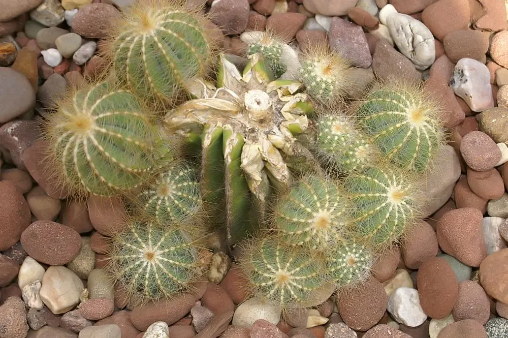 Balloon Cactus (Parodia Magnifica) — It thrives in full sun with well-draining soil; the Balloon Cactus (Parodia magnifica) is a spherical plant, image 52