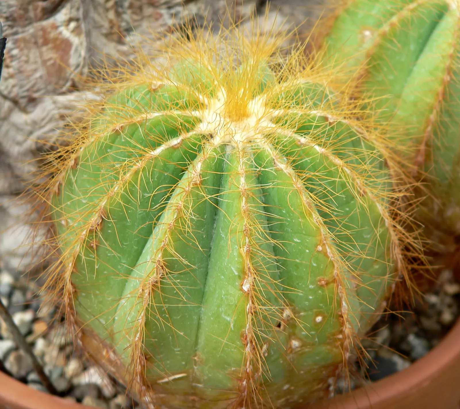 Balloon Cactus (Parodia Magnifica) — it requires full sunlight and should be planted in well-draining soil to prevent root rot; offering minimal, image 65