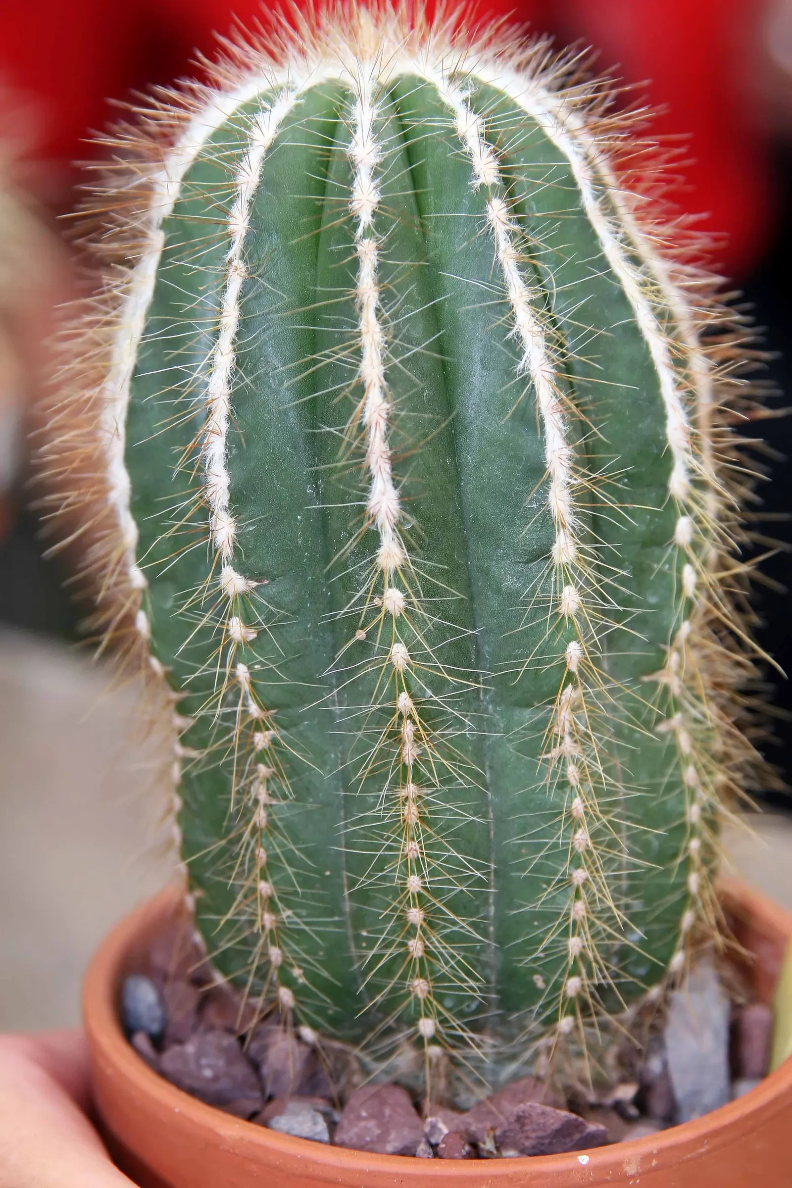 Balloon Cactus (Parodia Magnifica) — the Balloon Cactus is ideal for gardeners seeking low-maintenance and drought-tolerant plants; requires, image 87