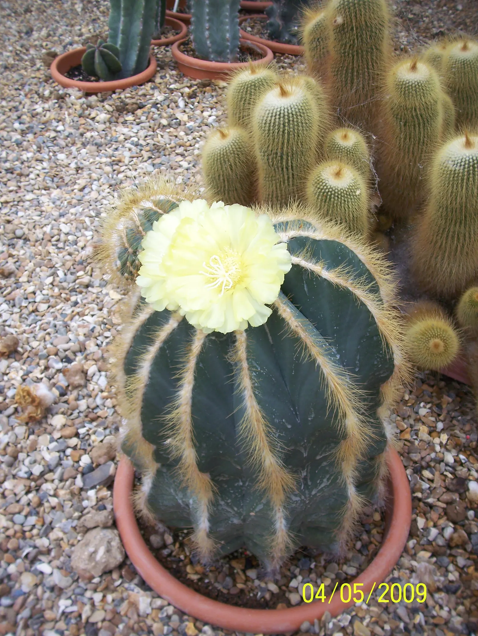 Balloon Cactus (Parodia Magnifica) — These blossoms can reach up to 2 inches across; commonly referred to as the Balloon Cactus, image 84
