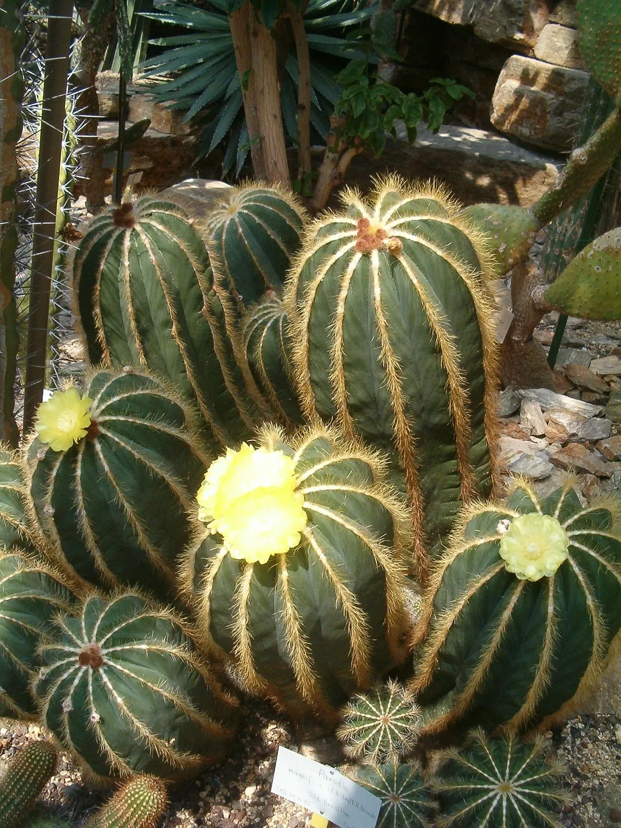 Balloon Cactus (Parodia Magnifica) — Requires minimal water, avoiding overwatering; the Balloon Cactus is ideal for gardeners seeking, image 78