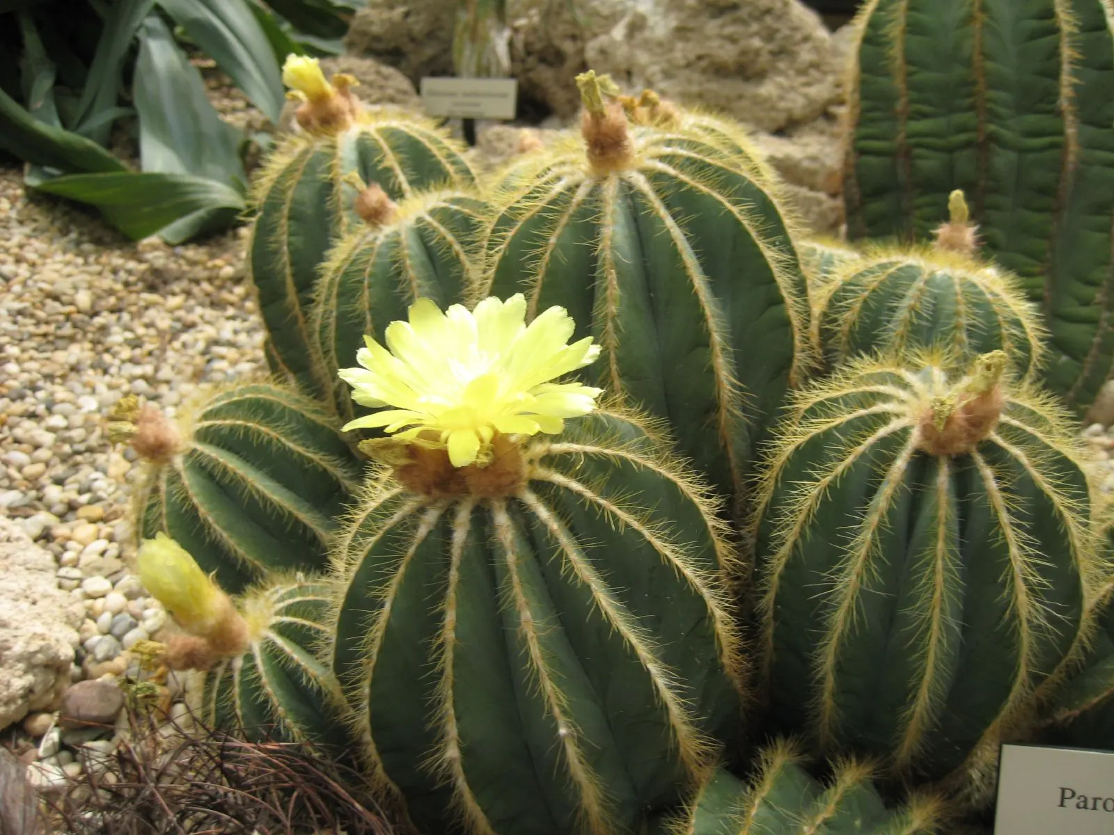 Balloon Cactus (Parodia Magnifica) — Offering minimal care and maximum impact; it requires full sunlight and should be planted in well-draining soil to prevent