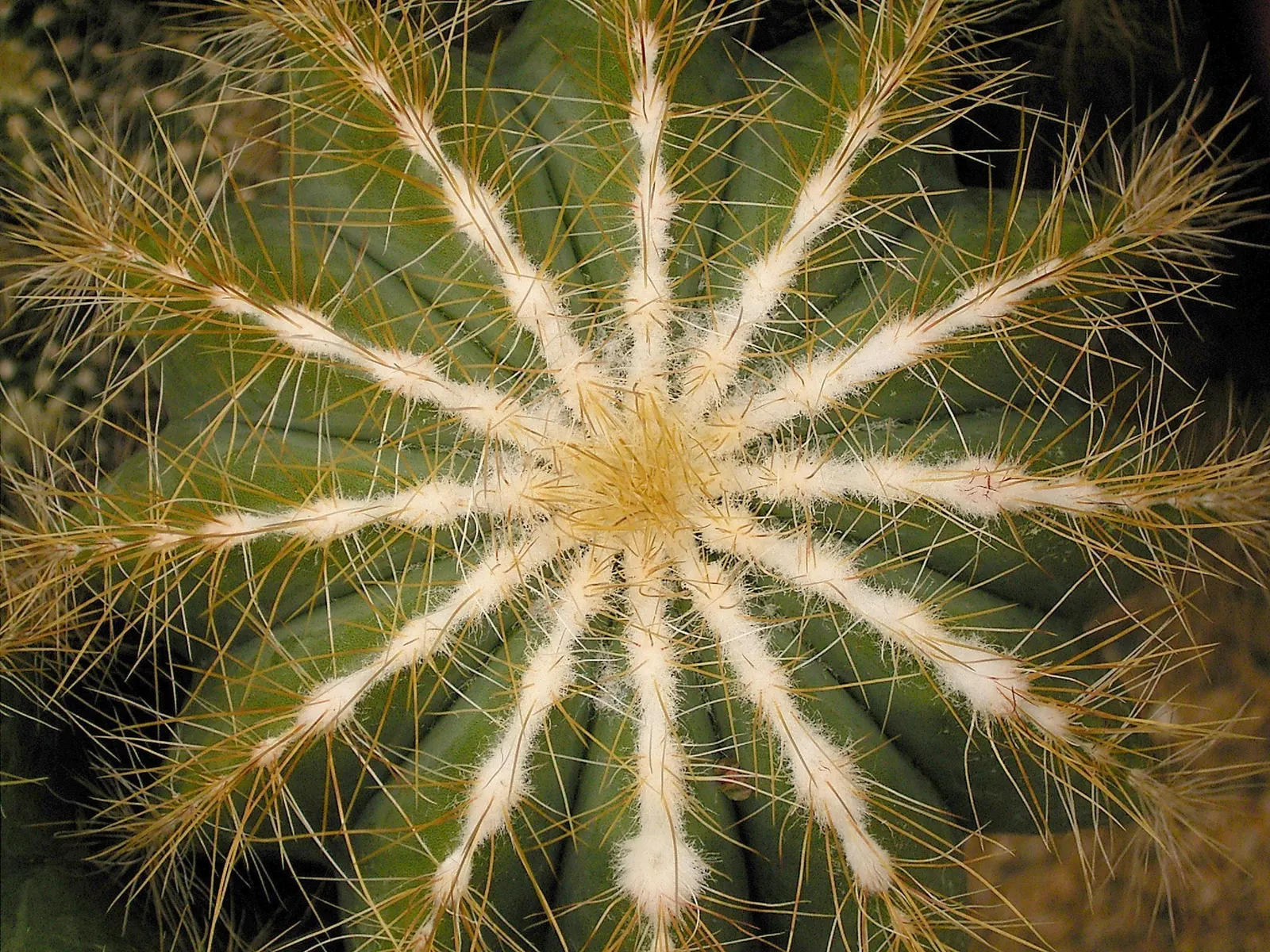 Balloon Cactus (Parodia Magnifica) — the Parodia magnifica must be protected or moved indoors when temperatures fall below 25 degrees Fahrenheit, image 67