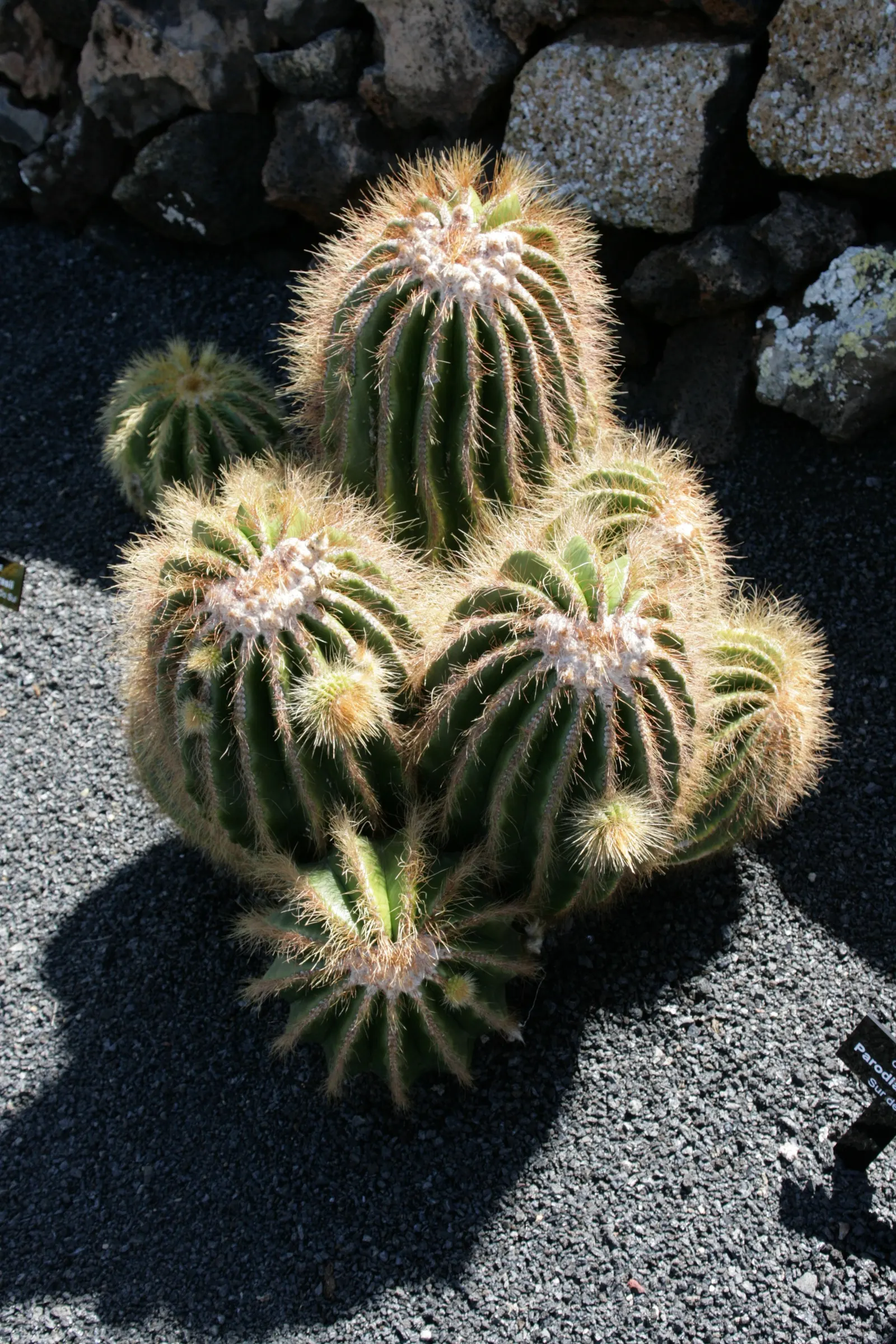 Balloon Cactus (Parodia Magnifica) — It thrives in full sun with well-draining soil; the Balloon Cactus (Parodia magnifica) is a spherical plant, image 76
