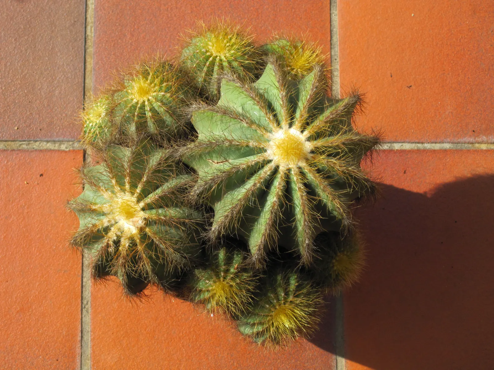Balloon Cactus (Parodia Magnifica) — offering a lively burst of color atop the muted green spherical body; <br><br>For optimal growth, image 61