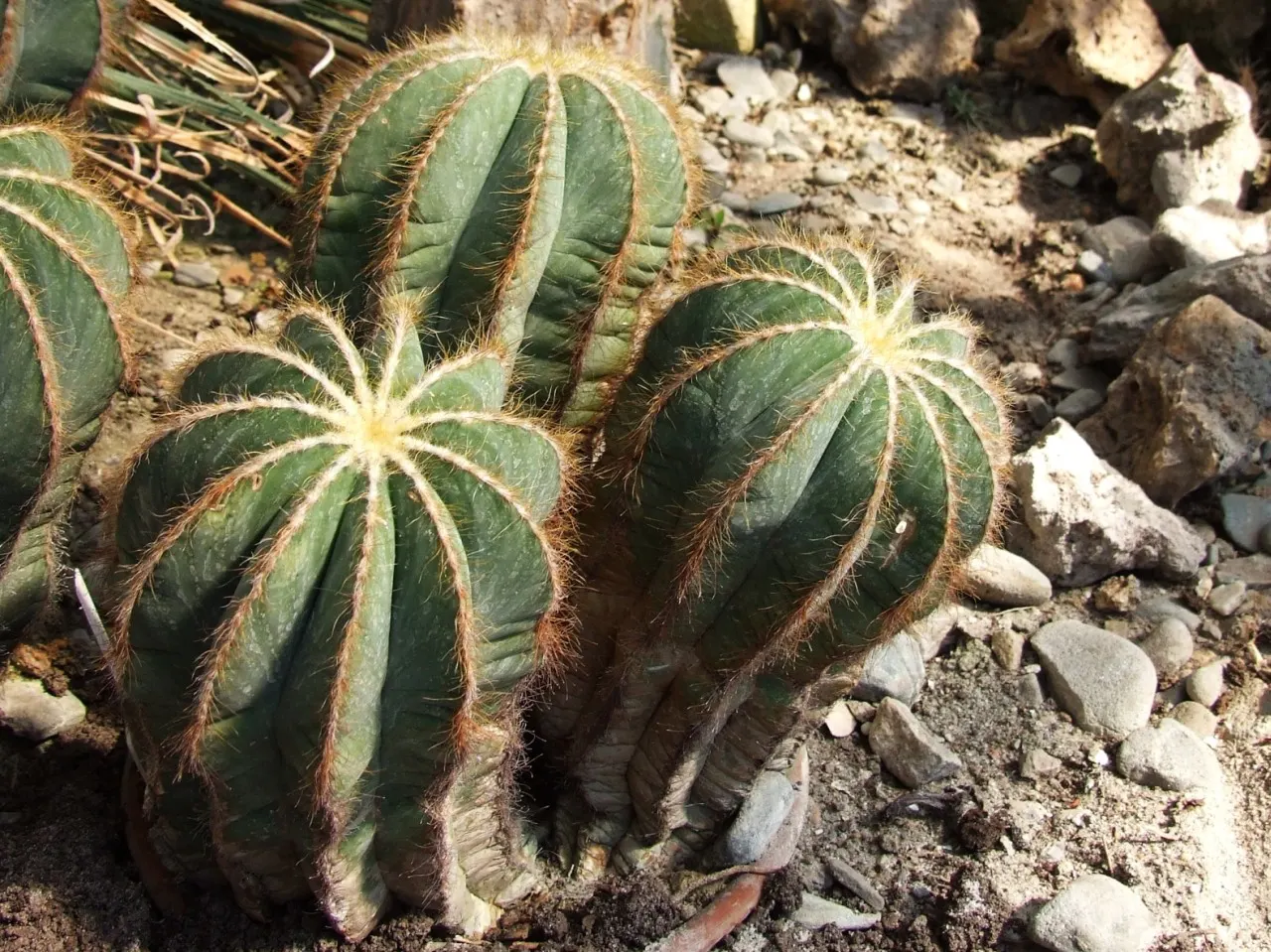 Balloon Cactus (Parodia Magnifica) — <br><br>For optimal growth; offering a lively burst of color atop the muted green spherical body, image 64