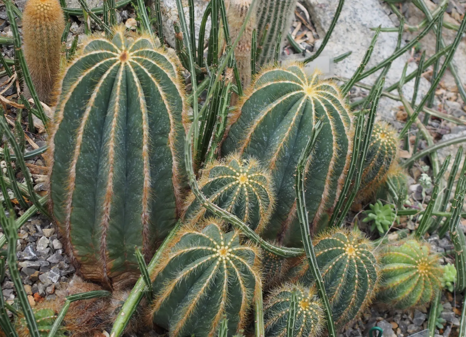Balloon Cactus (Parodia Magnifica) — Hardiness zones 9-11 suit its growth; providing year-round interest with its prominent ribbed texture, image 53
