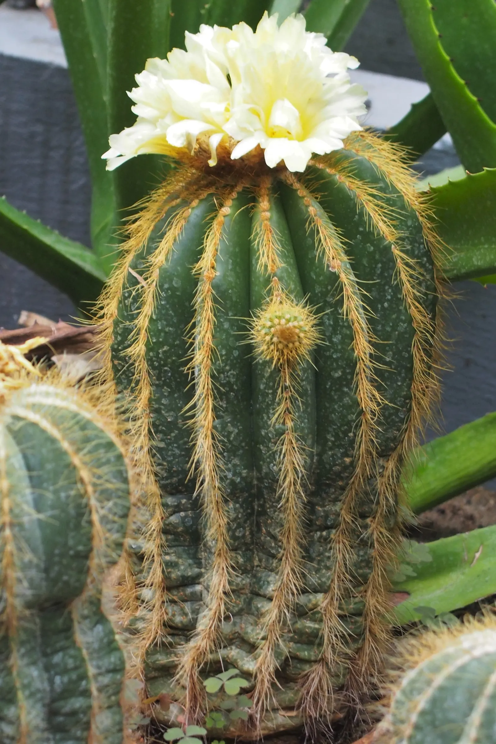 Balloon Cactus (Parodia Magnifica) — cactus for full; the Balloon Cactus will enhance any landscape design with its unique shape and alluring florals