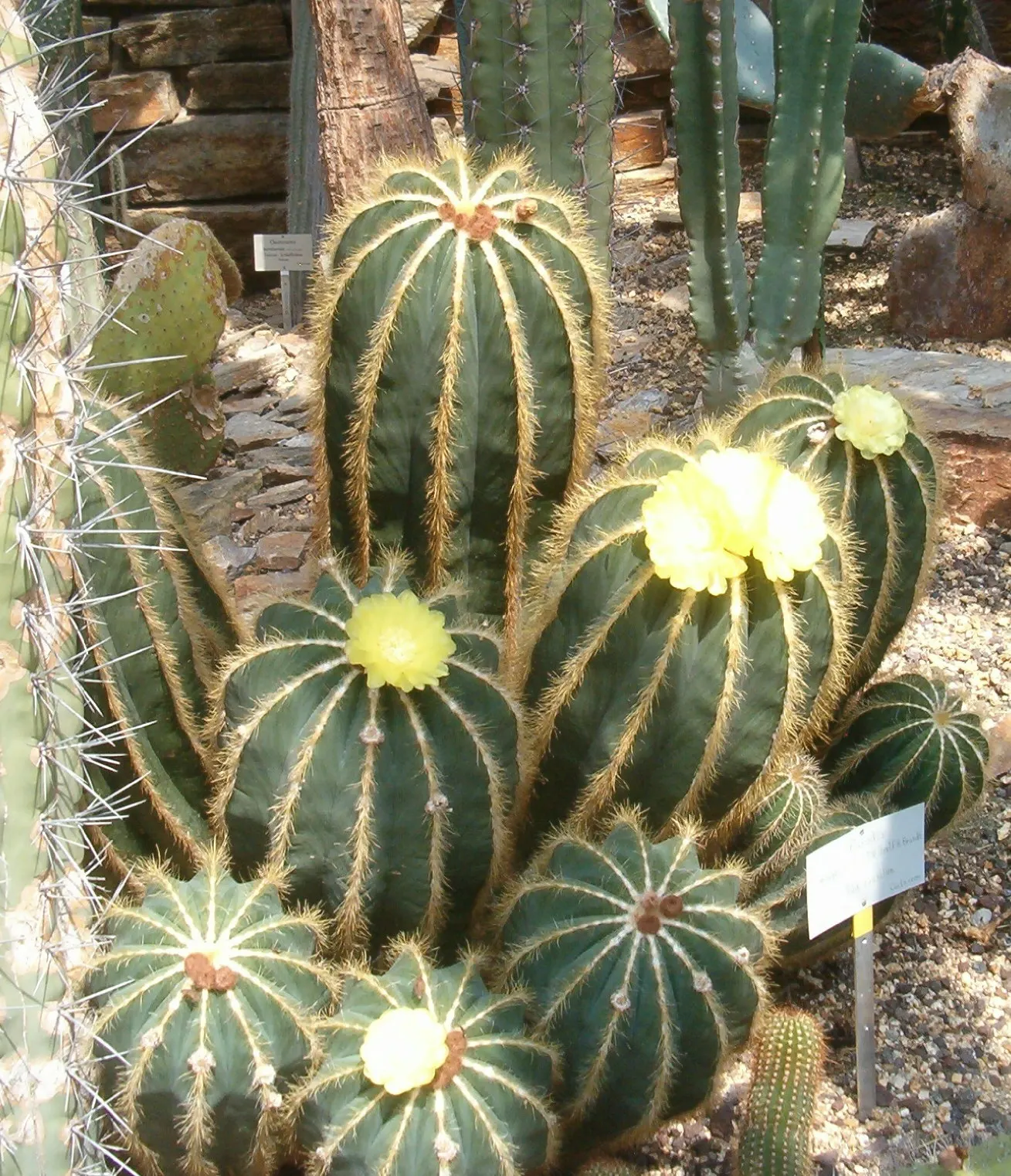 Balloon Cactus (Parodia Magnifica) — Offering minimal care and maximum impact; it requires full sunlight and should be planted in well-draining, image 68