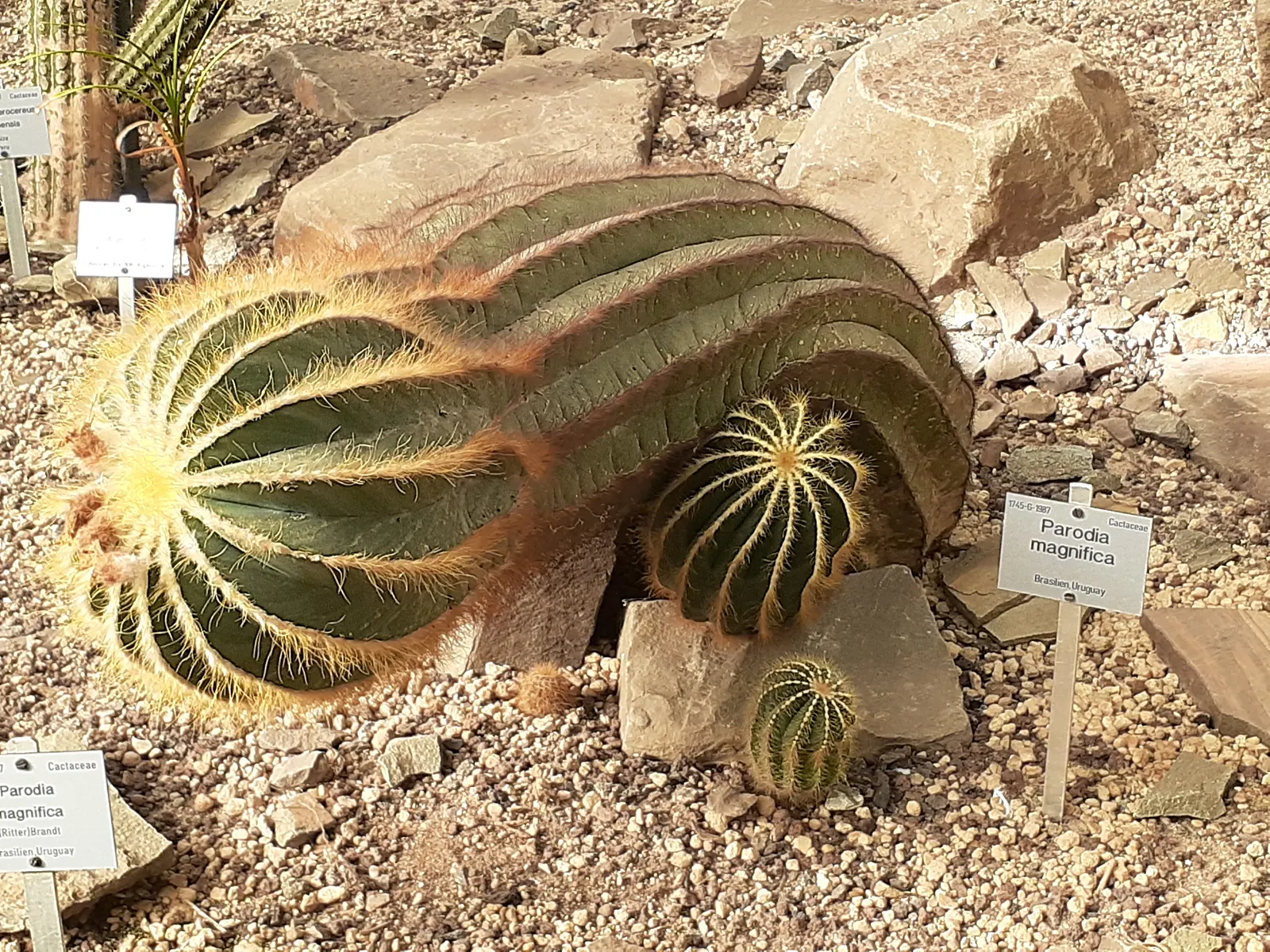 Balloon Cactus (Parodia Magnifica) — growing to a height of around 6 to 12 inches and spreading approximately 4 to 6 inches in diameter; reaching, image 83