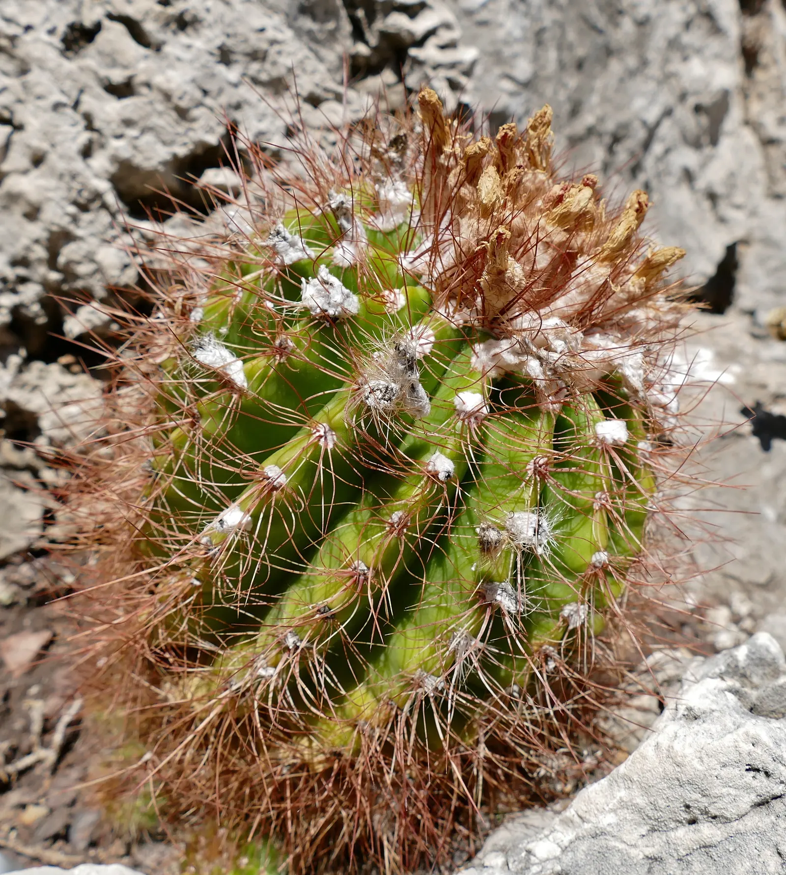 Balloon Cactus (Parodia Magnifica) — As a slow-growing species; cactus with yellow blooms, image 86