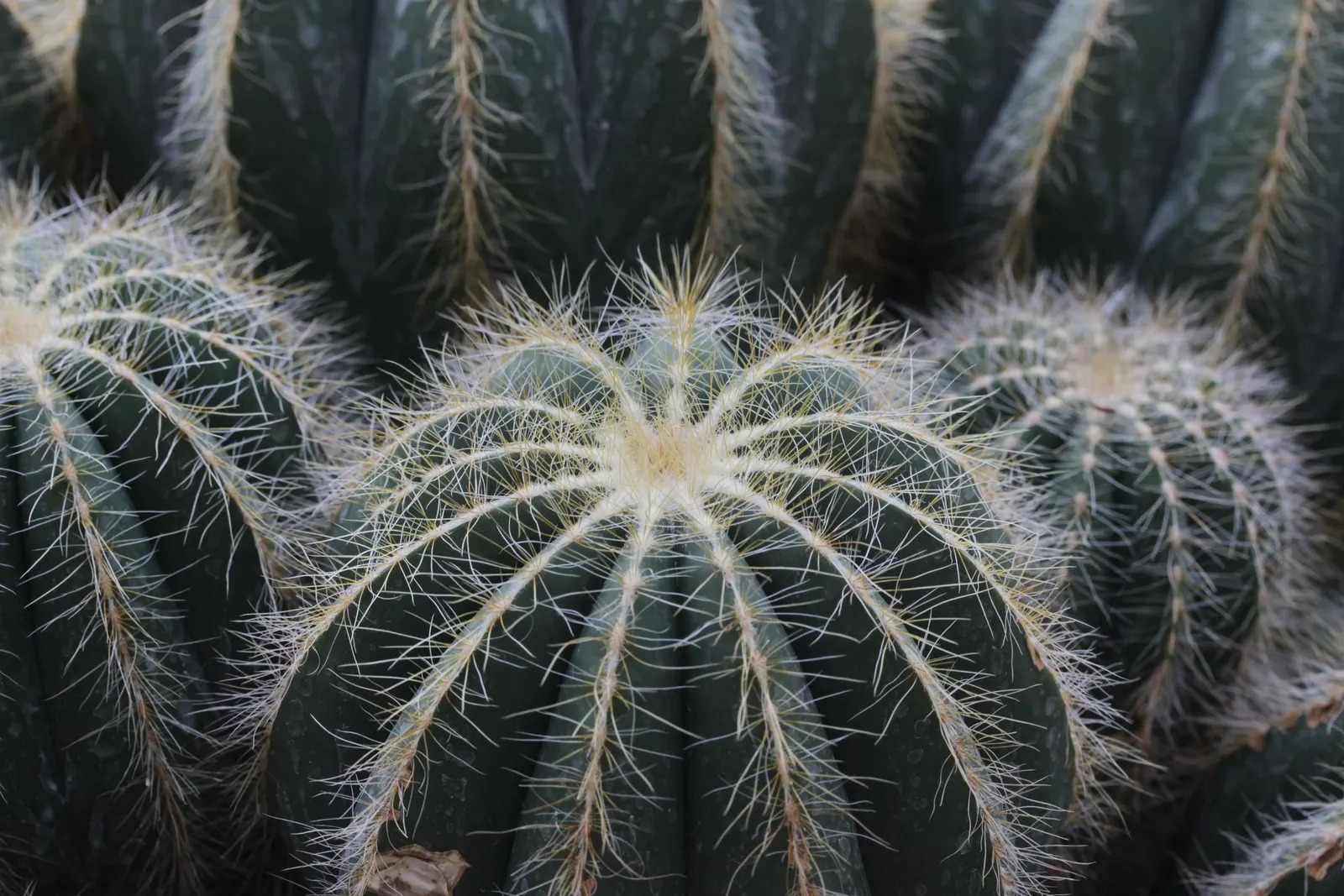 Balloon Cactus (Parodia Magnifica) — offering a lively burst of color atop the muted green spherical body; <br><br>For optimal growth, image 85