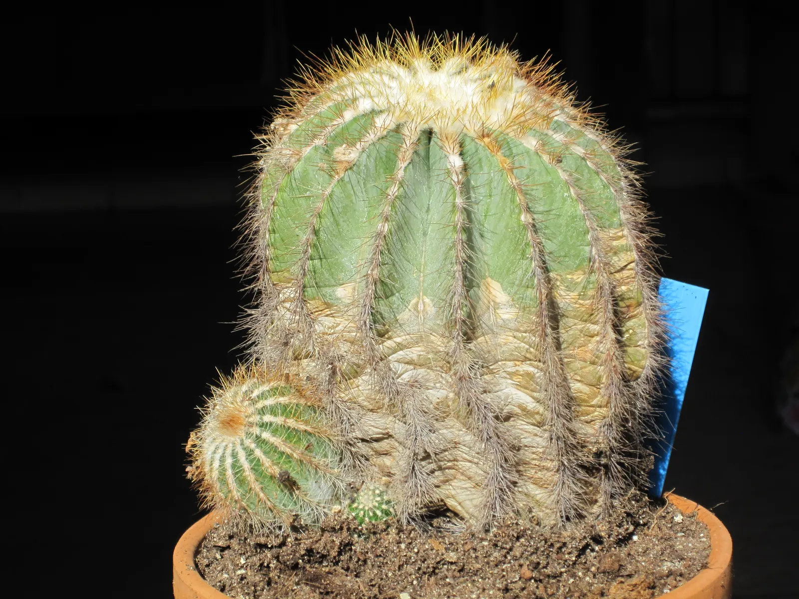 Balloon Cactus (Parodia Magnifica) — growing to a height of around 6 to 12 inches and spreading approximately 4 to 6 inches in diameter; reaching, image 59