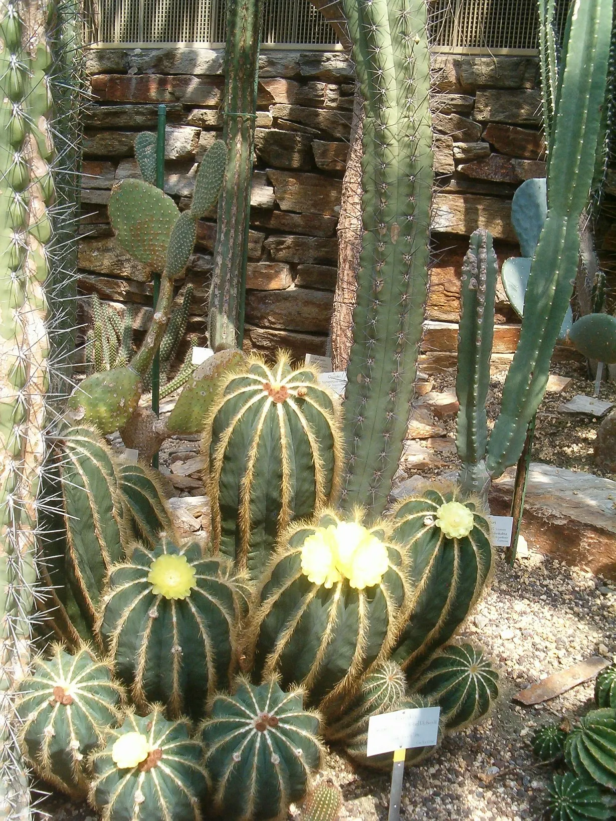Balloon Cactus (Parodia Magnifica) — cactus for full; the Balloon Cactus will enhance any landscape design with its unique shape and alluring, image 72