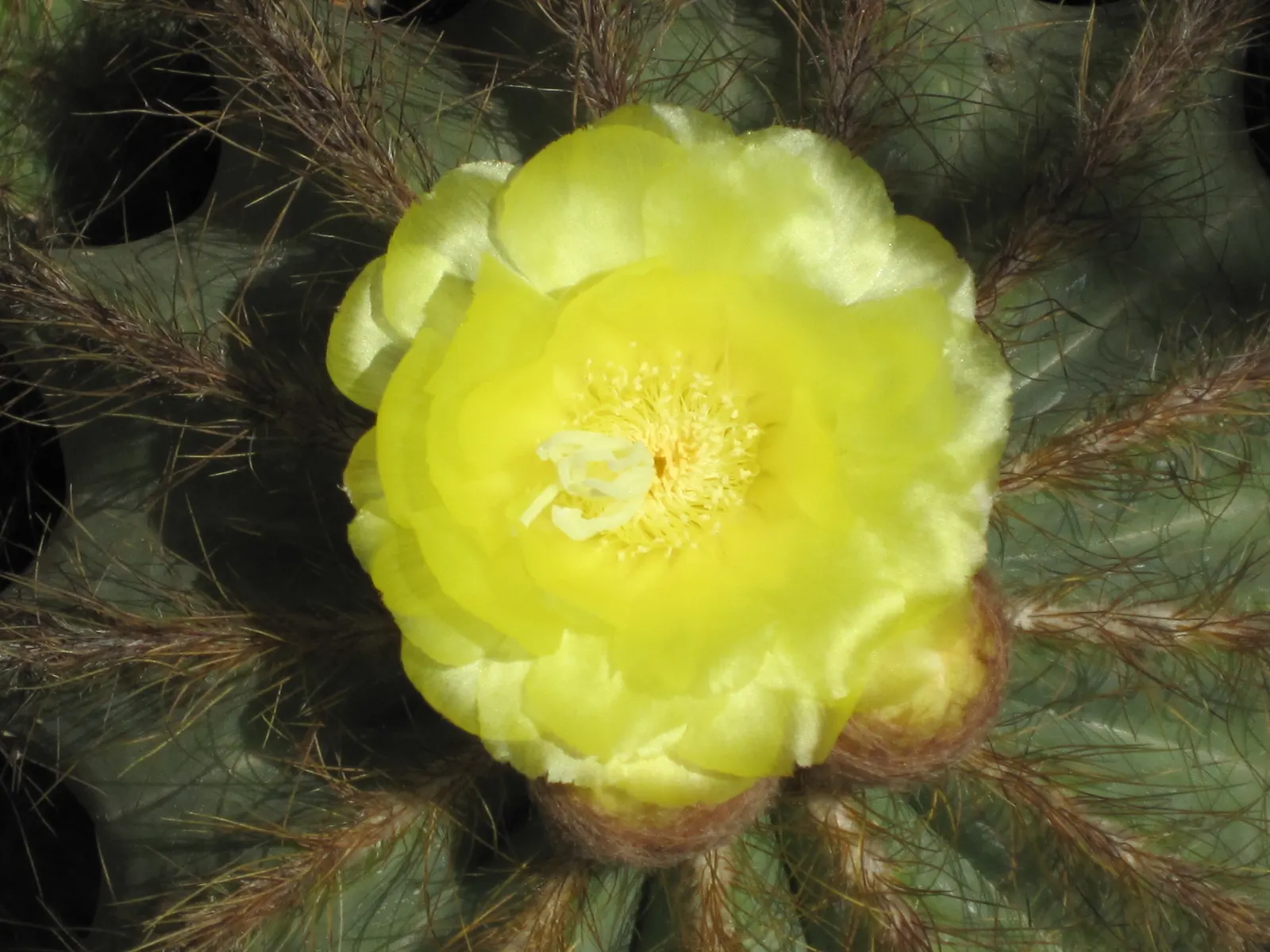 Balloon Cactus (Parodia Magnifica) — These blossoms can reach up to 2 inches across; commonly referred to as the Balloon Cactus, image 60