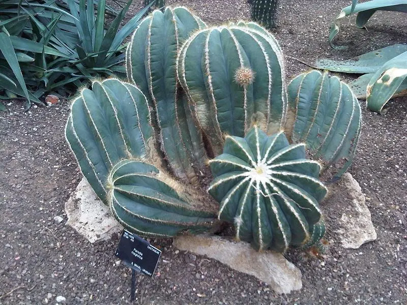 Balloon Cactus (Parodia Magnifica) — The Balloon Cactus (Parodia magnifica) is a spherical plant; it thrives in full sun with well-draining soil, image 73