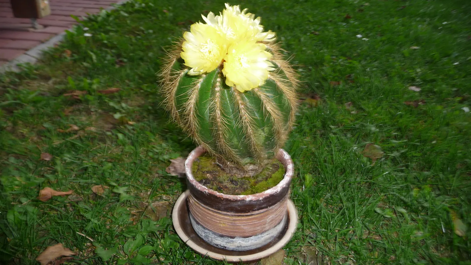 Balloon Cactus (Parodia Magnifica) — the Balloon Cactus will enhance any landscape design with its unique shape and alluring florals; cactus for, image 93