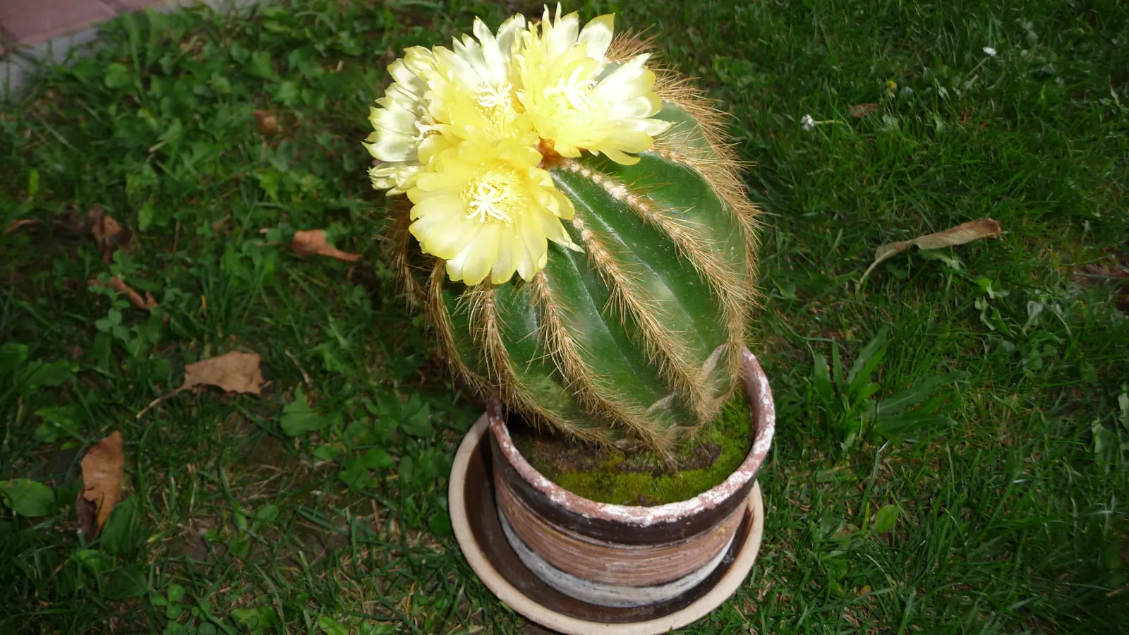 Balloon Cactus (Parodia Magnifica) — Offering minimal care and maximum impact; it requires full sunlight and should be planted in well-draining, image 92