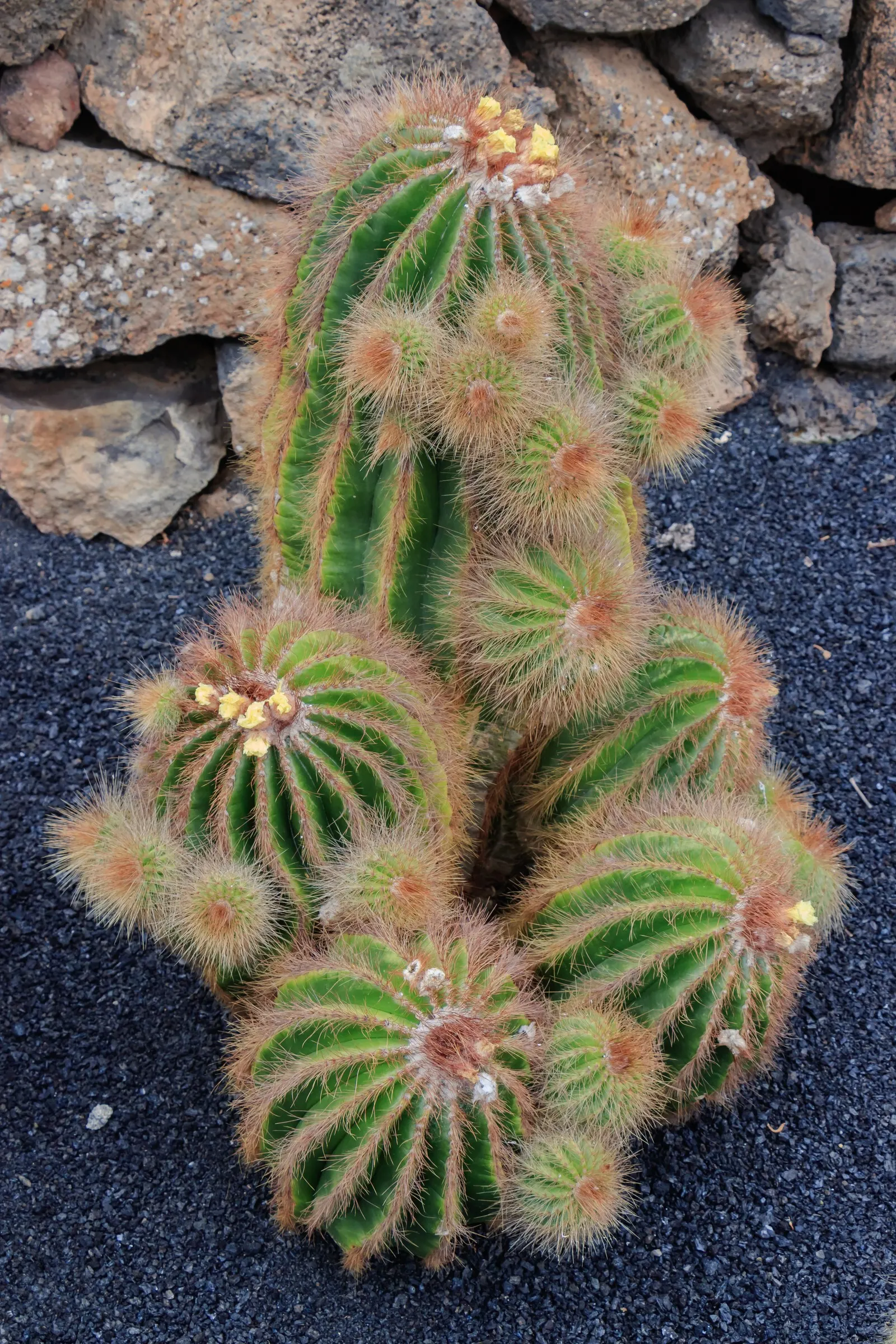 Balloon Cactus (Parodia Magnifica) — the Balloon Cactus is ideal for gardeners seeking low-maintenance and drought-tolerant plants; requires, image 63