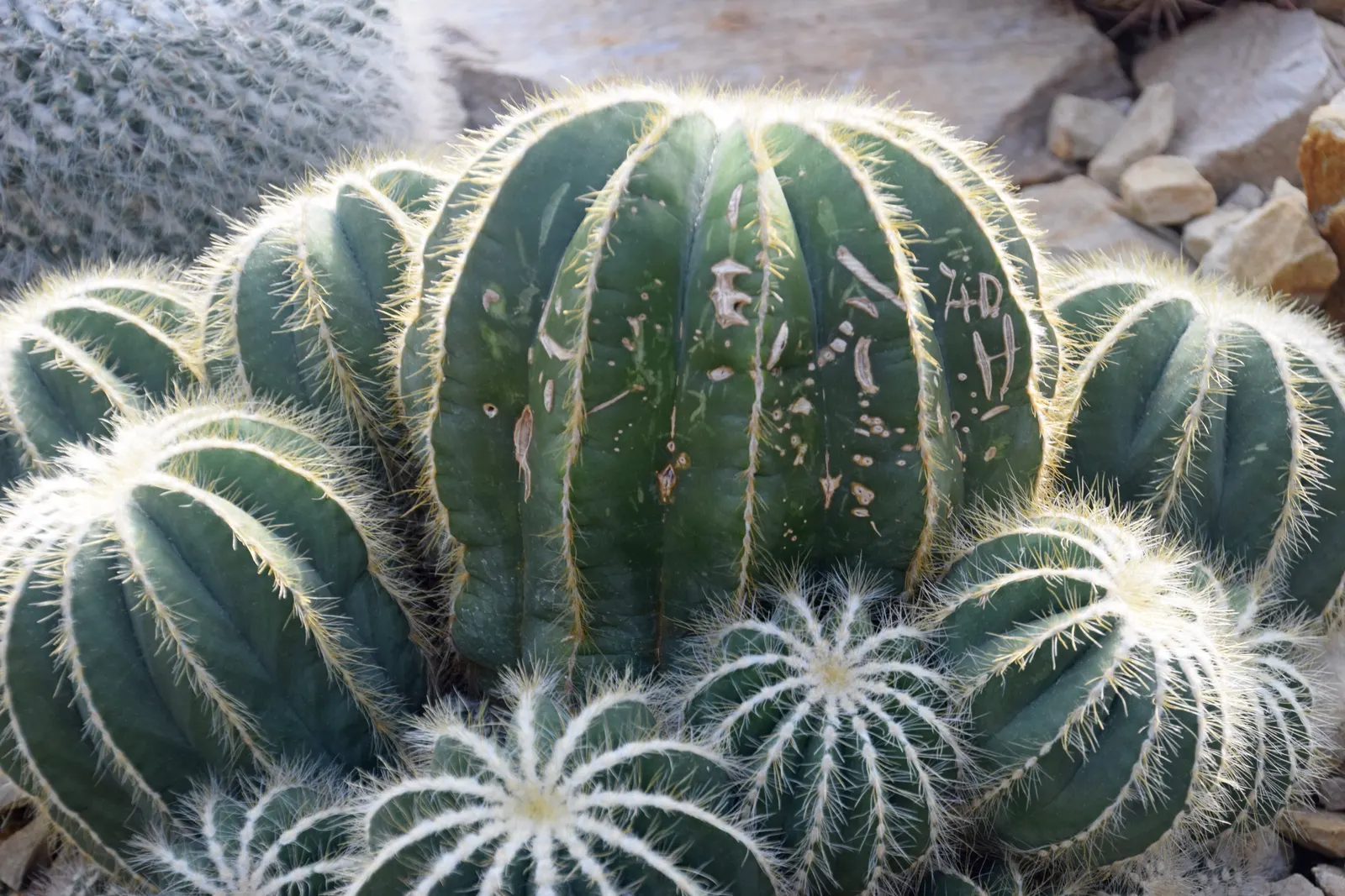 Balloon Cactus (Parodia Magnifica) — Hardiness zones 9-11 suit its growth; providing year-round interest with its prominent ribbed texture, image 77