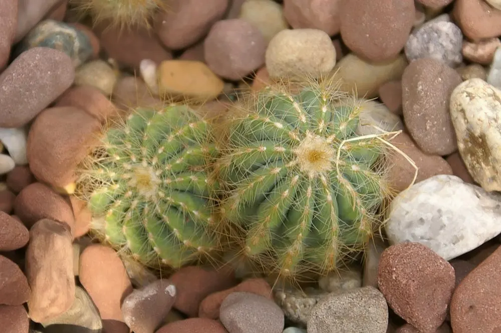 Balloon Cactus (Parodia Magnifica) — providing year-round interest with its prominent ribbed texture; hardiness zones 9-11 suit its growth, image 56