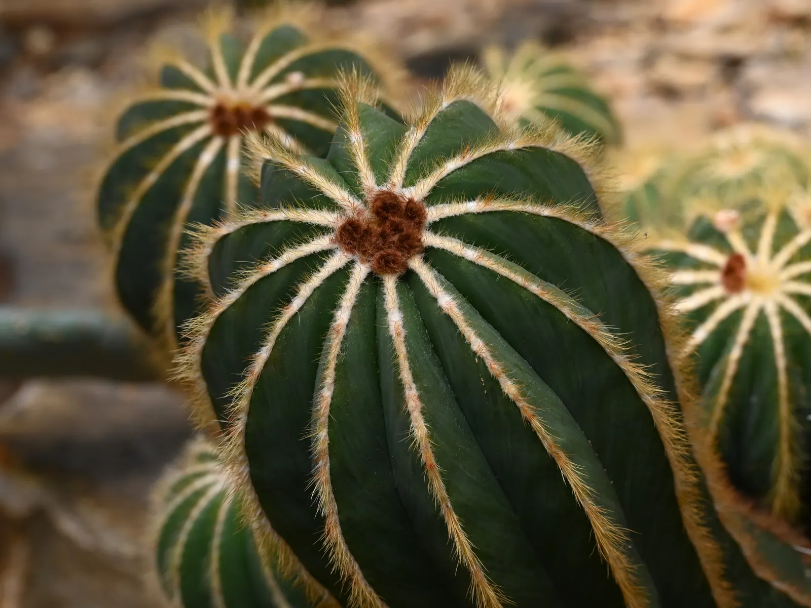 Balloon Cactus (Parodia Magnifica) — cactus with yellow blooms; as a slow-growing species