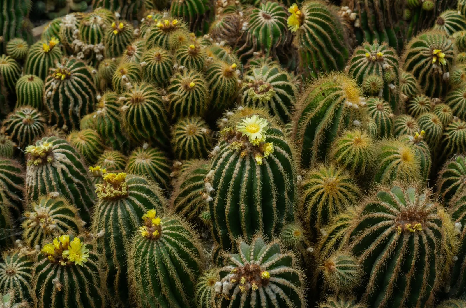 Balloon Cactus (Parodia Magnifica) — it requires full sunlight and should be planted in well-draining soil to prevent root rot; offering minimal, image 89
