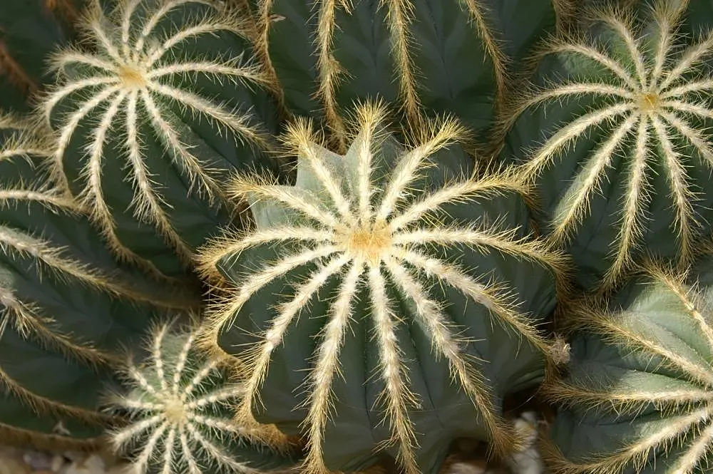 Balloon Cactus (Parodia Magnifica) — Its spherical form coupled with ribbed surfaces are an eye-catching feature; the Parodia magnifica must be, image 58