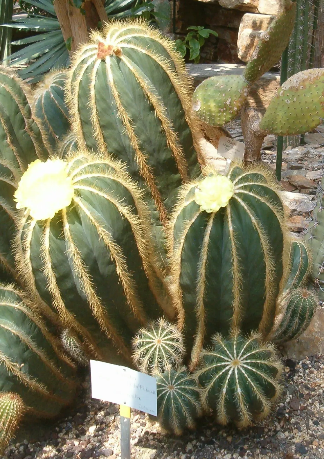 Balloon Cactus (Parodia Magnifica) — yellow flowers in the garden; adds a sculptural element to rock gardens or mixed succulent displays, image 70