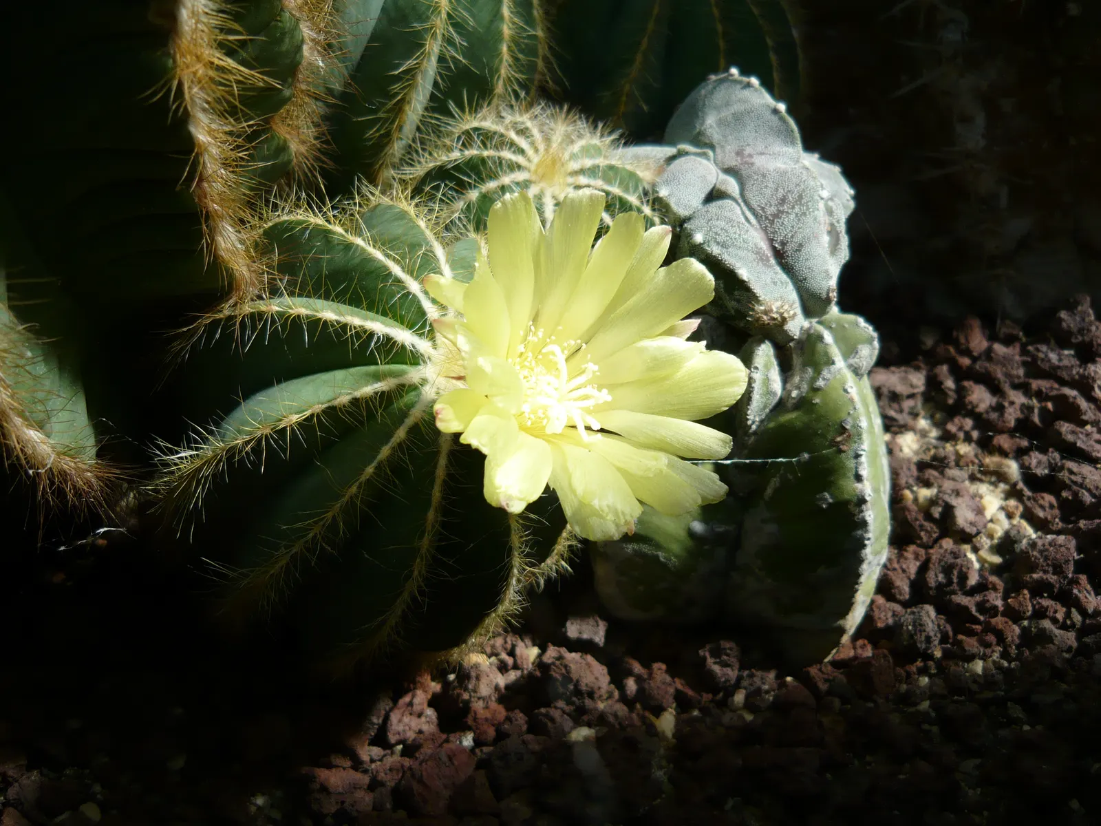 Balloon Cactus (Parodia Magnifica) — Adds a sculptural element to rock gardens or mixed succulent displays; yellow flowers in the garden, image 79