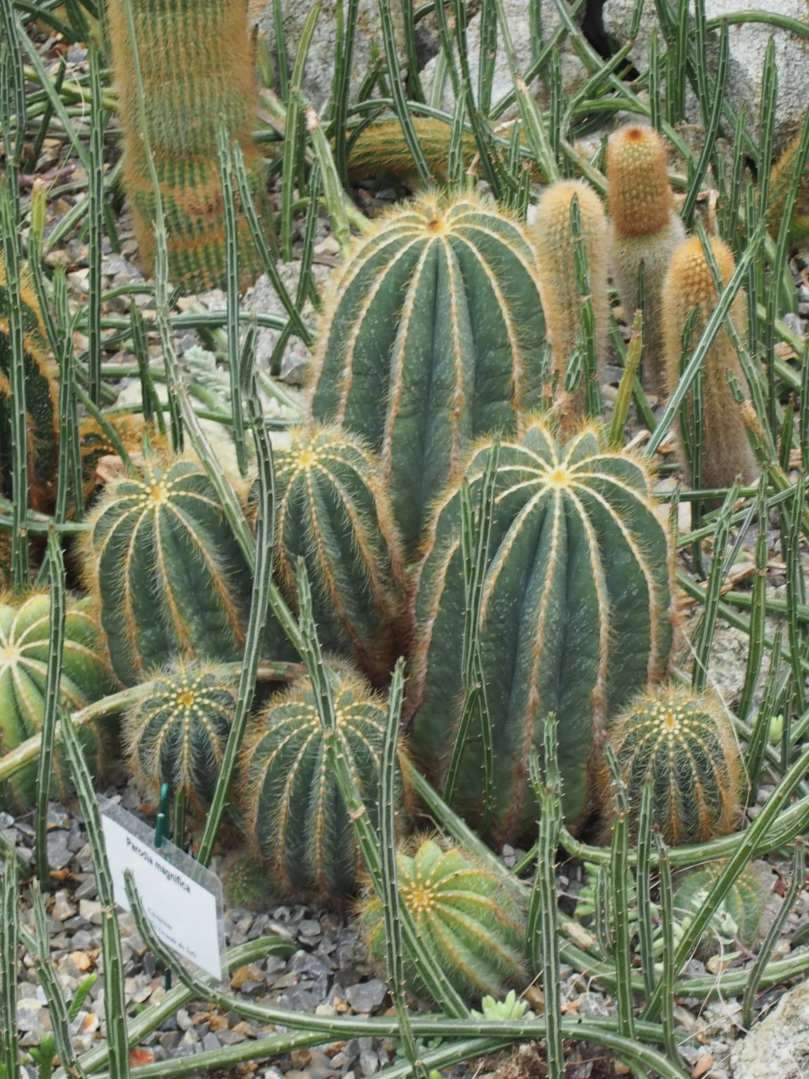 Balloon Cactus (Parodia Magnifica) — Adds a sculptural element to rock gardens or mixed succulent displays; yellow flowers in the garden, image 55