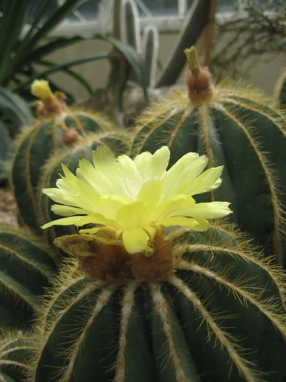 Balloon Cactus (Parodia Magnifica) — cactus with yellow blooms; as a slow-growing species, image 71