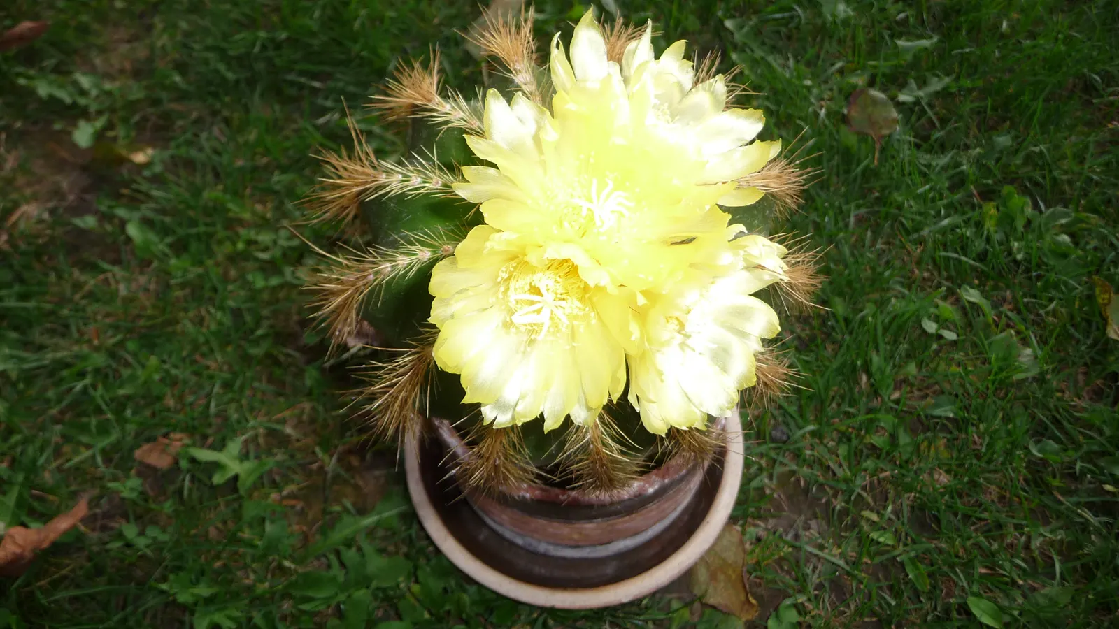 Balloon Cactus (Parodia Magnifica) — the Parodia magnifica must be protected or moved indoors when temperatures fall below 25 degrees Fahrenheit, image 91