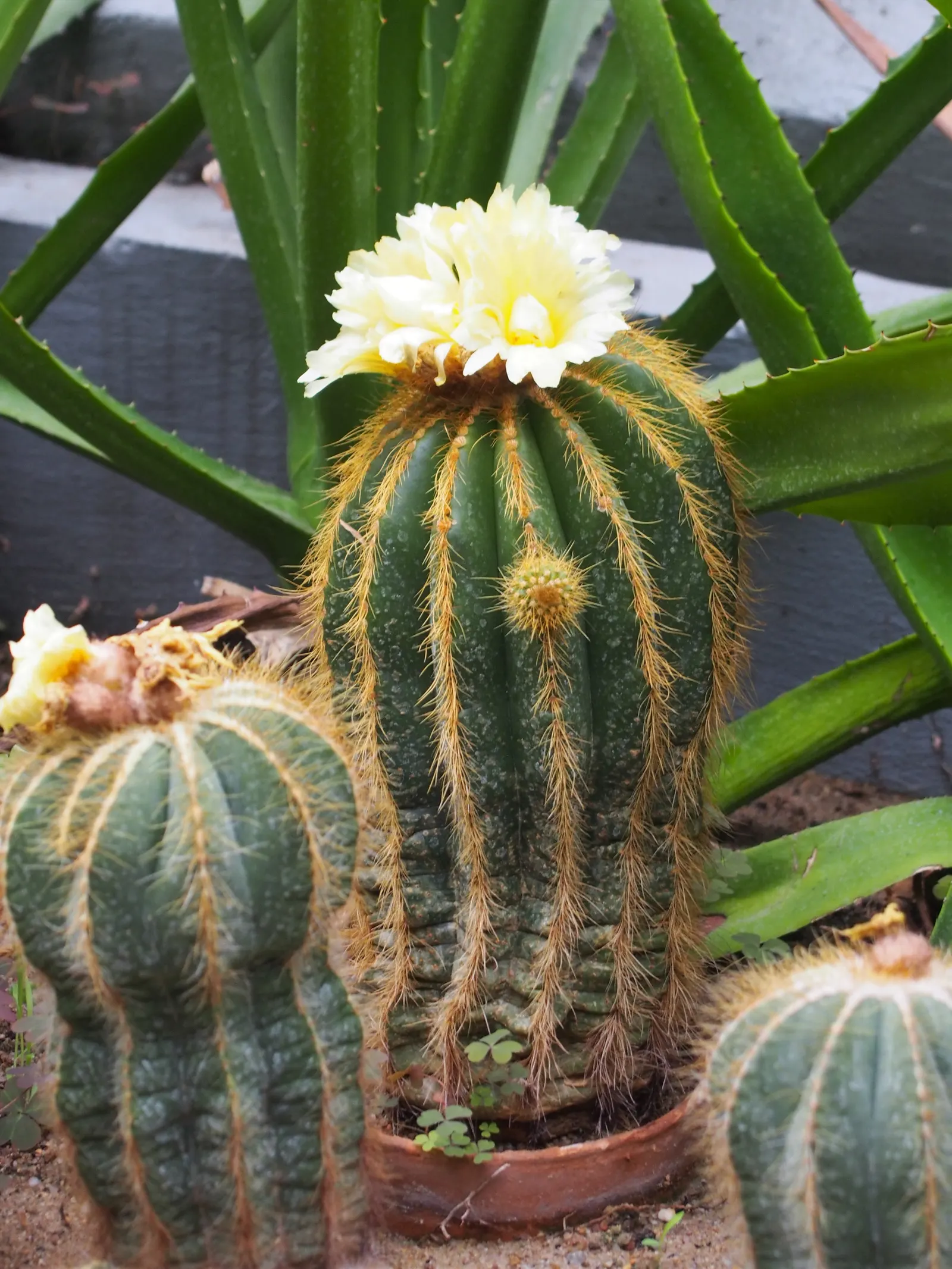 Balloon Cactus (Parodia Magnifica) — Ideal for xeriscaping, this low-maintenance cacti boasts yellow flowers in summer; as it's not frost-tolerant, image 51