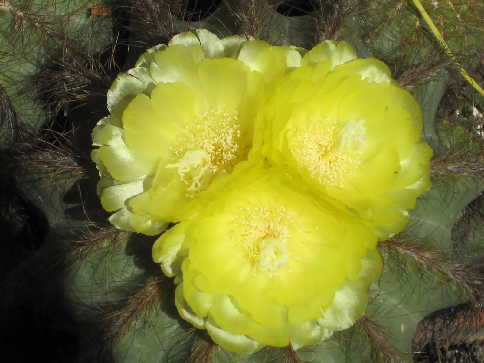 Balloon Cactus (Parodia Magnifica) — As a slow-growing species; cactus with yellow blooms, image 62