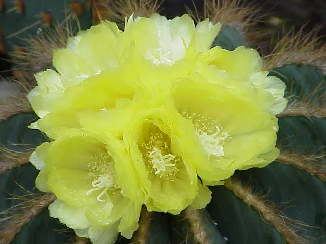 Balloon Cactus (Parodia Magnifica) — commonly referred to as the Balloon Cactus; these blossoms can reach up to 2 inches across, image 81