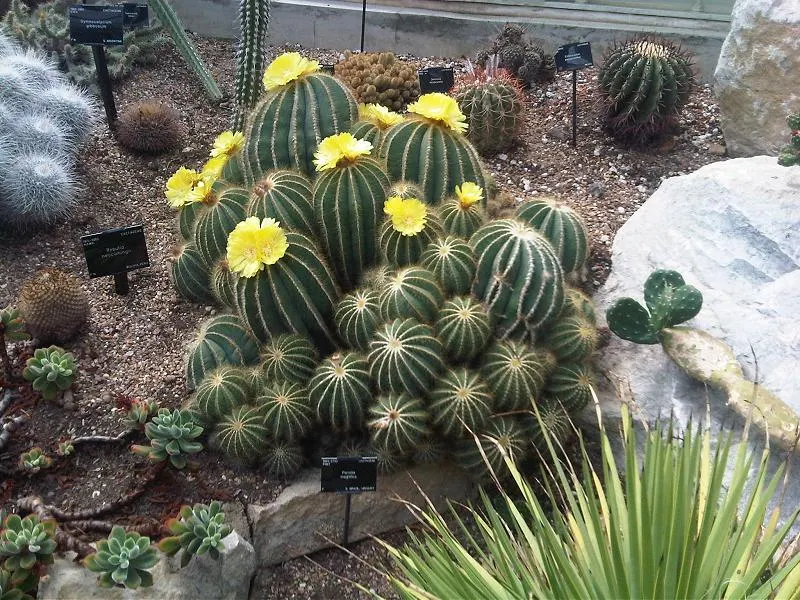 Balloon Cactus (Parodia Magnifica) — Ideal for xeriscaping, this low-maintenance cacti boasts yellow flowers in summer; as it's not frost-tolerant, image 75