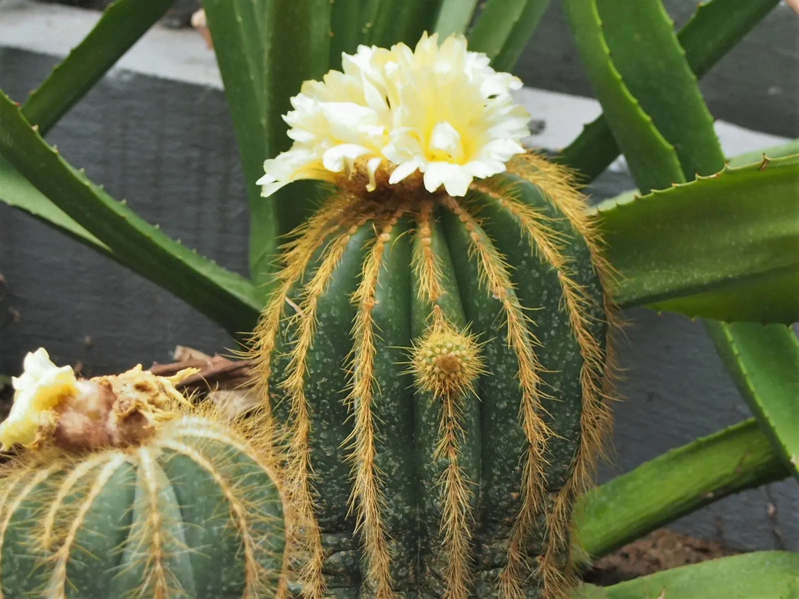 Balloon Cactus (Parodia Magnifica) — The Balloon Cactus (Parodia magnifica) is a spherical plant; it thrives in full sun with well-draining soil, image 49