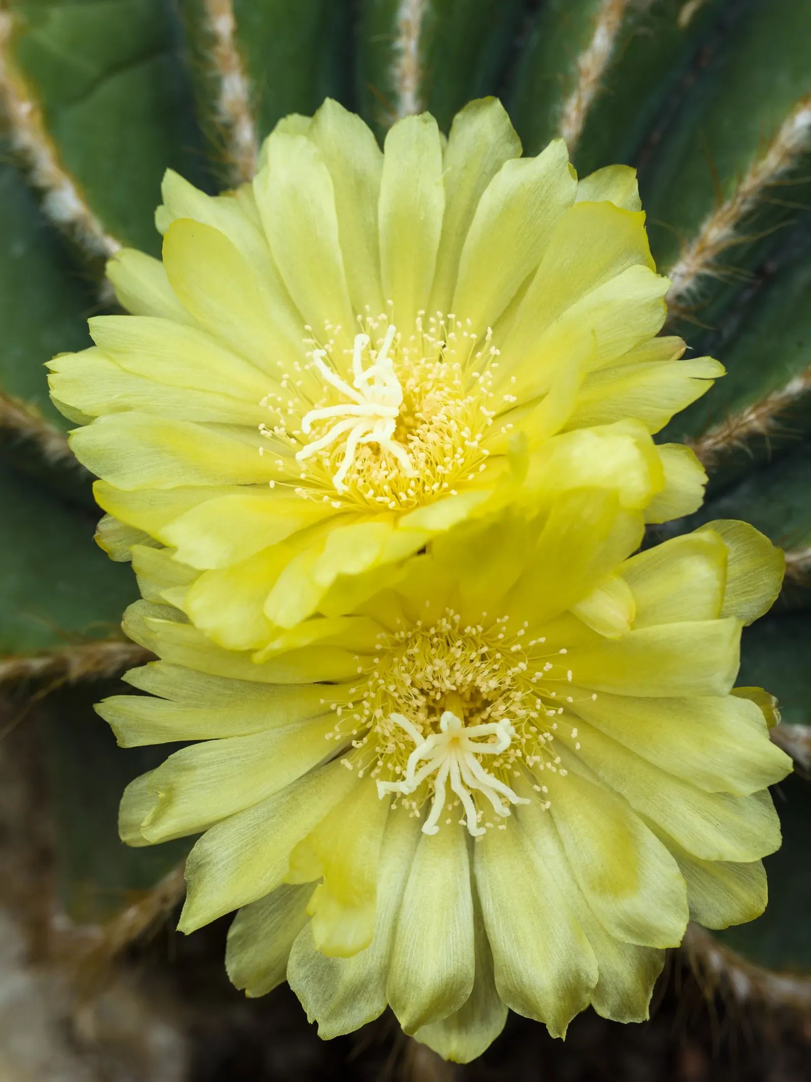 Balloon Cactus (Parodia Magnifica) — the Balloon Cactus will enhance any landscape design with its unique shape and alluring florals; cactus for, image 69