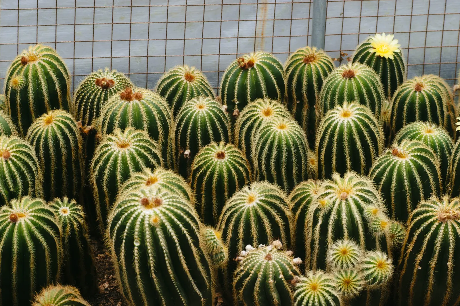 Balloon Cactus (Parodia Magnifica) — <br><br>For optimal growth; offering a lively burst of color atop the muted green spherical body, image 88