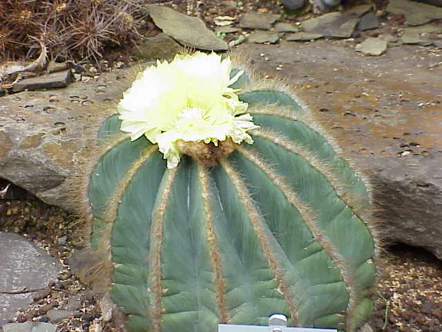 Balloon Cactus (Parodia Magnifica) — Its spherical form coupled with ribbed surfaces are an eye-catching feature; the Parodia magnifica must be, image 82