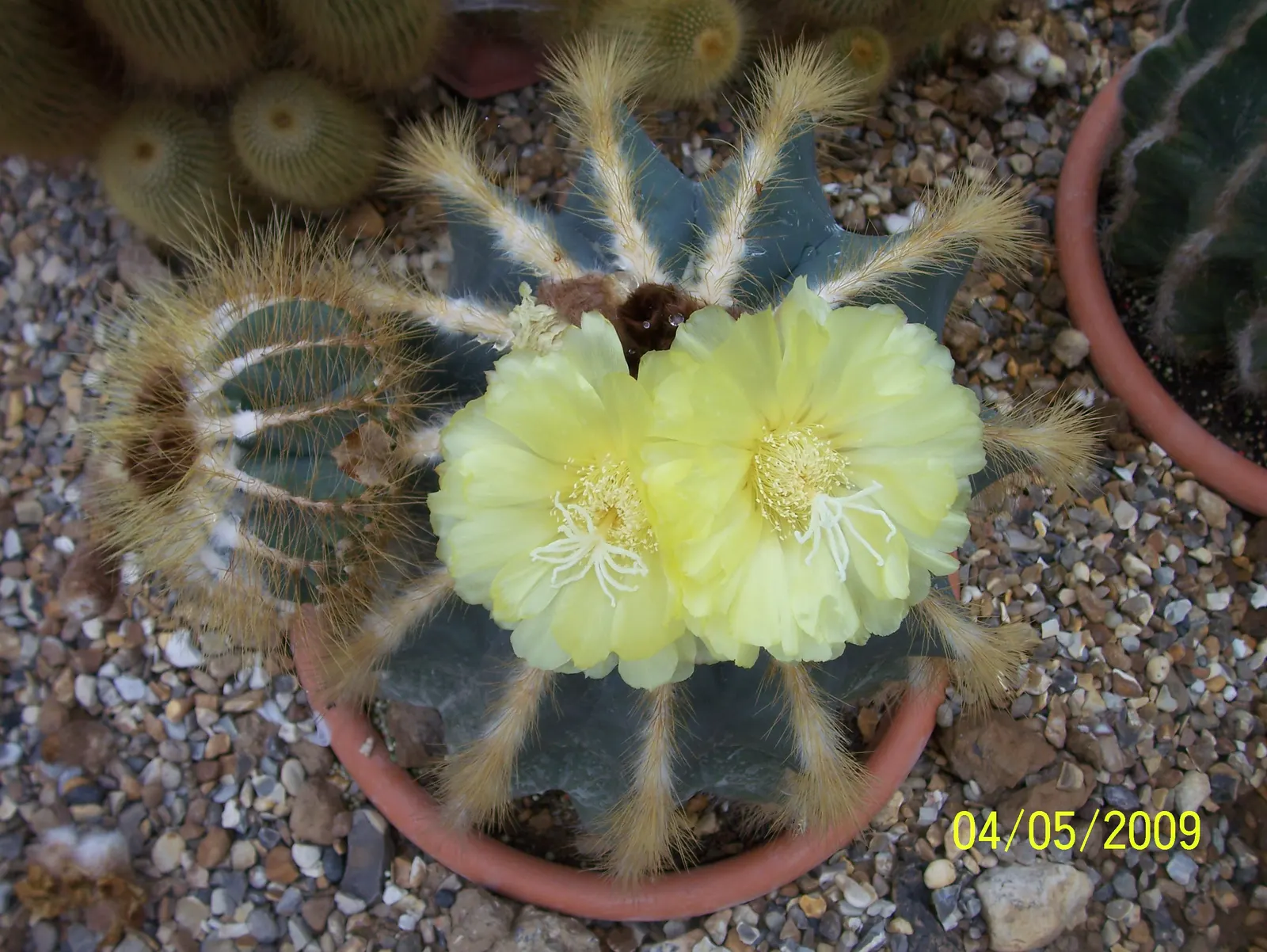 Balloon Cactus (Parodia Magnifica) — reaching 18 inches in height and 6 inches in diameter; growing to a height of around 6 to 12 inches and, image 74